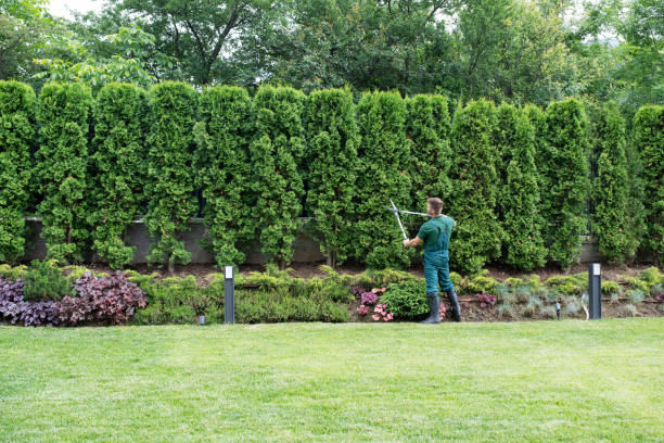 How Our Tree Care Process Works  in Cape May Court House, NJ